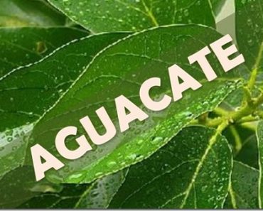 Una Sola Hoja de Aguacate Hervida hace el Milagro