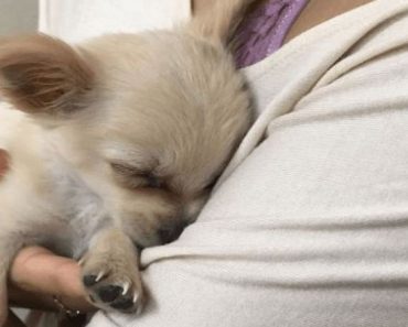 Una mujer deja un cachorro con un mensaje en el baño del aeropuerto