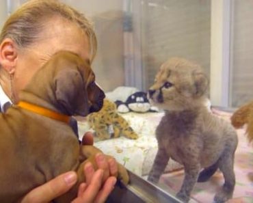 Este perro conoció una chita eran bebés. Dos años después, siguen siendo mejores amigos
