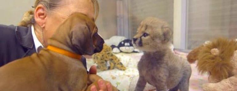 Este perro conoció una chita eran bebés. Dos años después, siguen siendo mejores amigos Este perro conoció una chita eran bebés. Dos años después, siguen siendo mejores amigos