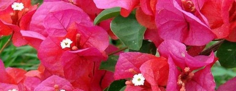 Flor que pudiera salvar tu vida varias veces; pero la usas para decorar tu casa