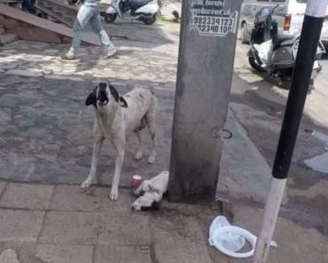 Esta mamá pide ayuda por su cachorrito enfermo – Confía por completo en la gente que pasa