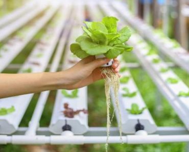 Conoces la Hidroponia? Cultivar tus hortalizas sin tierra