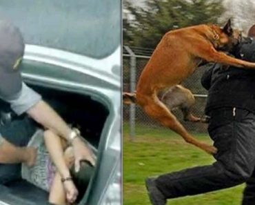 Hombre trató de secuestrar a una niña de 10 años, pero su perro se percató y la rescato con furia