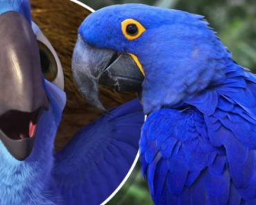 Acaba de nacer un guacamayo azul y eso da esperanza de salvar a su especie de la extinción