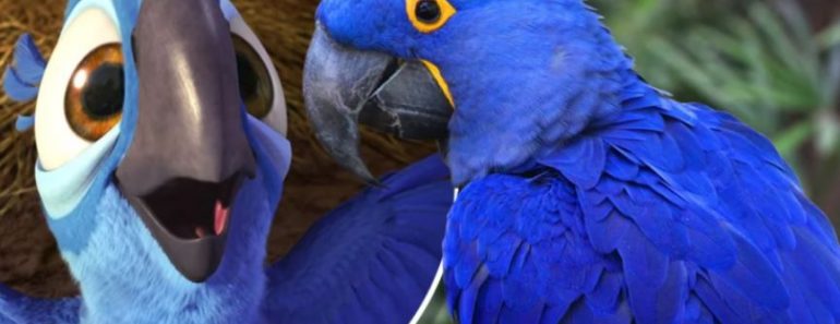 Acaba de nacer un guacamayo azul y eso da esperanza de salvar a su especie de la extinción Acaba de nacer un guacamayo azul y eso da esperanza de salvar a su especie de la extinción