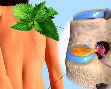 Hierbabuena con Romero REGENERA Cartílago Dañado de Cadera y Rodilla y Otros Lugares del Cuerpo Hierbabuena con Romero REGENERA Cartílago Dañado de Cadera y Rodilla y Otros Lugares del Cuerpo