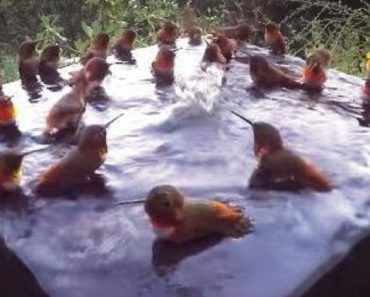 Una cámara oculta graba a 30 colibríes tomando un baño y jugando como niños