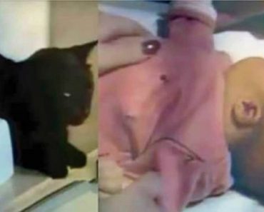 Gato salva la vida a bebe al su madre escuchar el extraño ruido que el felino hacia por el monitor