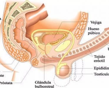 Esto es lo que causa la disfunci0n eréc-til en 9 hombres de cada 10; Pero con esto la podras tratar naturalmente