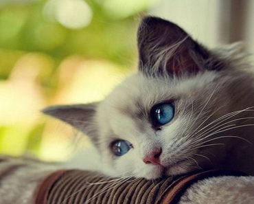 Los Gatos Curan: Ocho beneficios de tener un gato en tu casa.