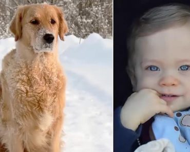 Perro encuentra a un niño abandonado en medio del frío extremo y sabe exactamente qué hacer