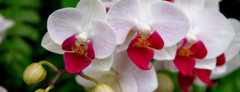 Consejos para tener orquídeas saludables Consejos para tener orquídeas saludables