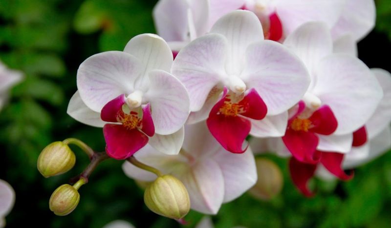 orquideas saludables