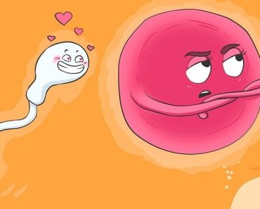 ¿Sabías que el óvulo elige el espermatozoide y no al revés?