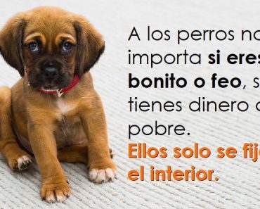 Conoce la misión espiritual que tiene tu perro en tu vida