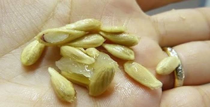 semilla limon