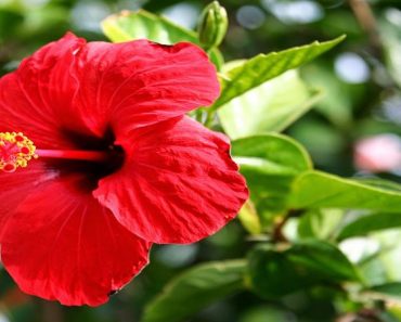 ¿Conoces Esta Flor? Observe todas las enfermedades que puede curar con su receta de té Plus ¿Conoces Esta Flor? Observe todas las enfermedades que puede curar con su receta de té Plus