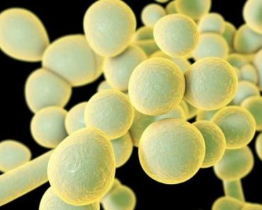 Qué es el Candida auris, el misterioso hongo resistente a los medicamentos que se expande por el mundo (y ya llegó a América Latina)