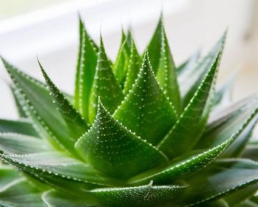 Conoce el por qué sería importante que en tu casa tuvieras una planta de Aloe Vera.