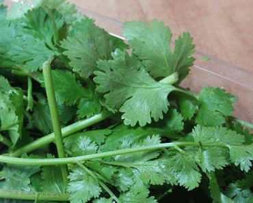 Sabias que Puedes Usar el Cilantro Como Medicina ? Mira Aquí Para Todo lo que Sirve Sabias que Puedes Usar el Cilantro Como Medicina ? Mira Aquí Para Todo lo que Sirve