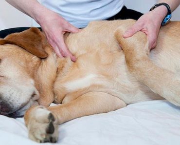 ¿Cómo darle un buen masaje relajante a tu perro?