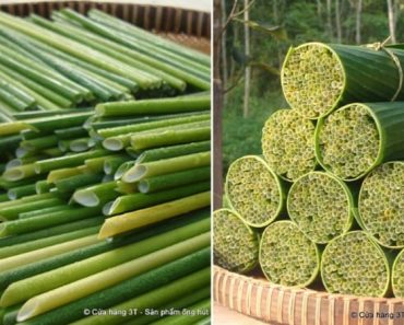 Pajitas vegetales, pajitas biodegradables de hierba para luchar contra el plástico Pajitas vegetales, pajitas biodegradables de hierba para luchar contra el plástico