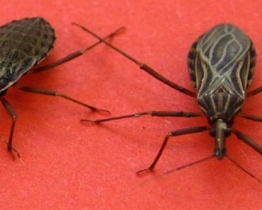 Si encuentras uno de estos insectos en tu casa, ve de inmediato al médico