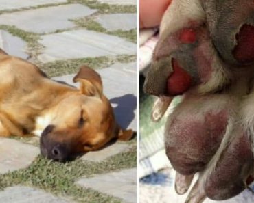Perro muere tras caminata rutinaria, ahora veterinarios advierten sobre los síntomas de los golpes de calor