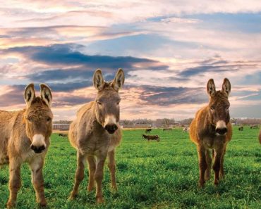 Historia del burro: Cuando complacer a todos te puede llevar a perder todo