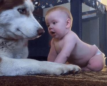 Un bebé gatea sobre un Husky para decir hola y la juguetona respuesta del perro ha derretido los corazones de todos