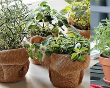 Conoce 4 Plantas que Protegen tu Cerebro De Alzheimer, Depresión, Ansiedad Y Otros Problemas – Curar con Plantas