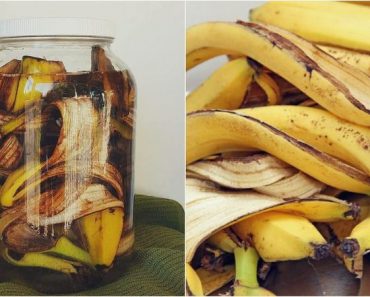 Aprende hacer un Potente Fertilizante a base de Cascara de Banana para tus hermosas plantas