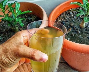 Aplica Esto a tus PLANTAS y VIVIRAN ETERNAMENTE ►Fertilizante Liquido Casero