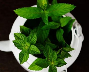 Descubre los sorprendentes beneficios de la menta Descubre los sorprendentes beneficios de la menta