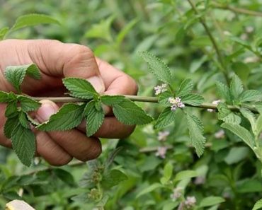 Planta para el hígado, la vesícula y desinflamar los intestinos Planta para el hígado, la vesícula y desinflamar los intestinos