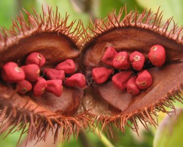 ACHIOTE ¡SIRVE PARA TODO! Hemorroides, Bronquitis, Hepatitis, Fiebre, Diarrea y Más. ACHIOTE ¡SIRVE PARA TODO! Hemorroides, Bronquitis, Hepatitis, Fiebre, Diarrea y Más.