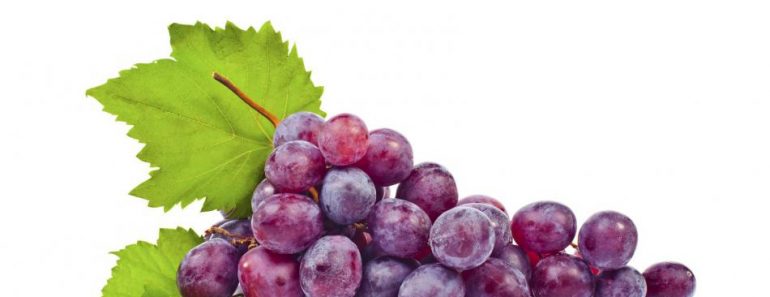 Batido de Uvas con Avena Para Limpiar la Sangre, Bajar el Colesterol y Para Perder Peso Batido de Uvas con Avena Para Limpiar la Sangre, Bajar el Colesterol y Para Perder Peso