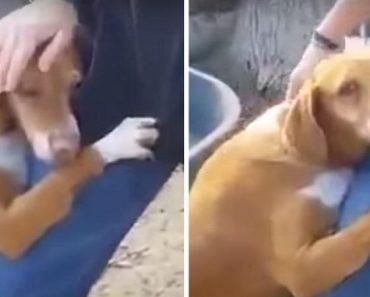 Un perro abraza a un periodista que visita un refugio para hacer una historia y finalmente decide adoptarlo.
