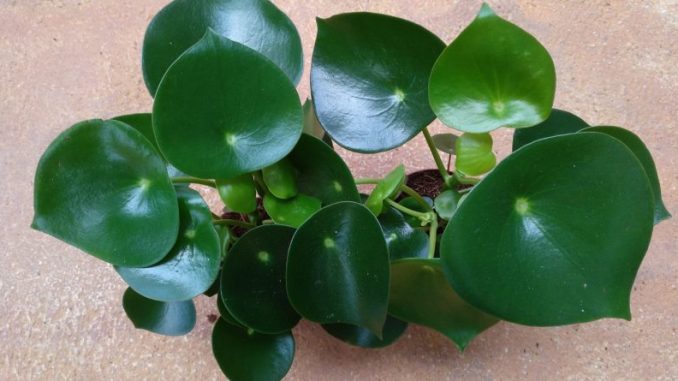 moneyplant