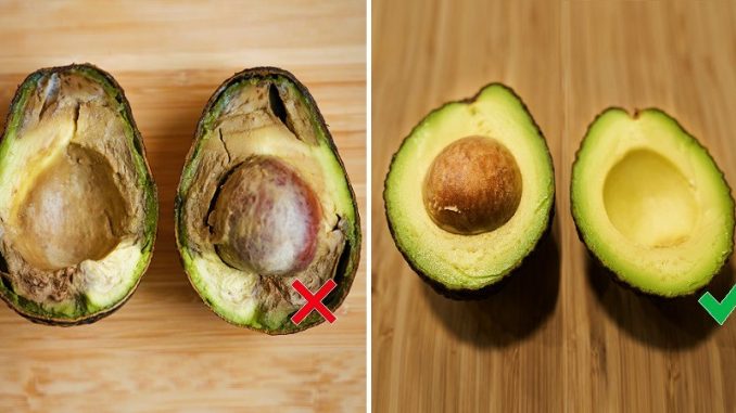 aguacate-negro