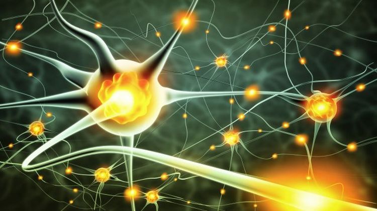 Caminar regenera el cerebro, alivia la tristeza y el estrés