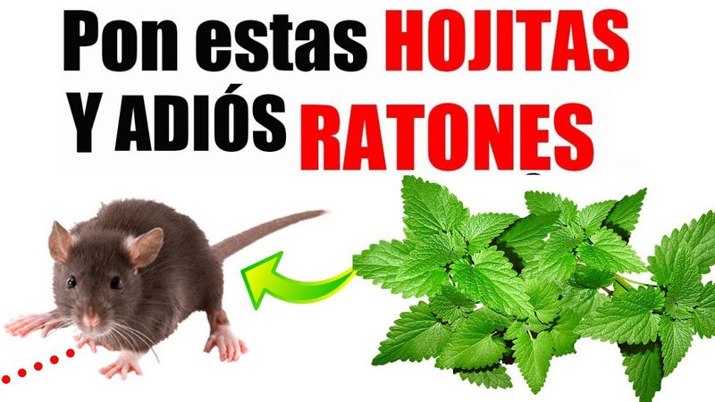 Si Pones esta Planta en tu Hogar, Jamás Volverás a ver Ratas y Ratones