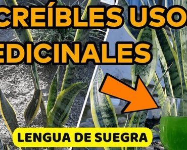 Plantas Medicinales: ¿Cuáles son los beneficios en la salud de la Sansevieria o Lengua de Suegra? Plantas Medicinales: ¿Cuáles son los beneficios en la salud de la Sansevieria o Lengua de Suegra?