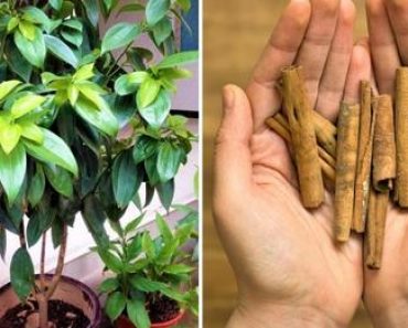 Plantar un Árbol de Canela en Casa: ¡Un Ingrediente Clave para Postres y Recetas de Cocina!