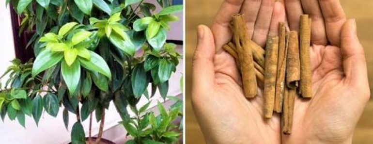 Plantar un Árbol de Canela en Casa: ¡Un Ingrediente Clave para Postres y Recetas de Cocina!