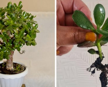 Cómo reproducir un Árbol de Jade con una hoja